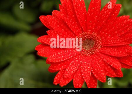 Gerbera mit Tröpfchen. Stockfoto