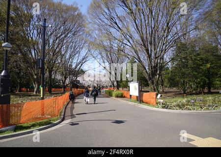 Tokio, Japan. März 2021, 23rd. Am 23. März 2021 wurden im Yoyogi Park in Tokio, Japan, Zäune und Schilder um die blühenden Kirschblüten gesetzt. Die Japan Weather Association kündigte am Montag die volle Blüte der Kirschblüten in Tokio an. Kredit: Aflo Co. Ltd./Alamy Live Nachrichten Stockfoto
