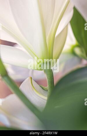 Echte hübsche Basis von weißen Lilienknospen in sanften Tönen Stockfoto