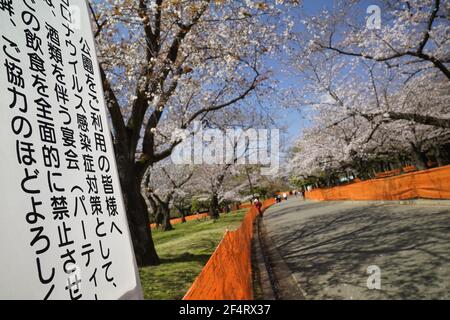 Tokio, Japan. März 2021, 23rd. Am 23. März 2021 wurden im Yoyogi Park in Tokio, Japan, Zäune und Schilder um die blühenden Kirschblüten gesetzt. Die Japan Weather Association kündigte am Montag die volle Blüte der Kirschblüten in Tokio an. Kredit: Aflo Co. Ltd./Alamy Live Nachrichten Stockfoto