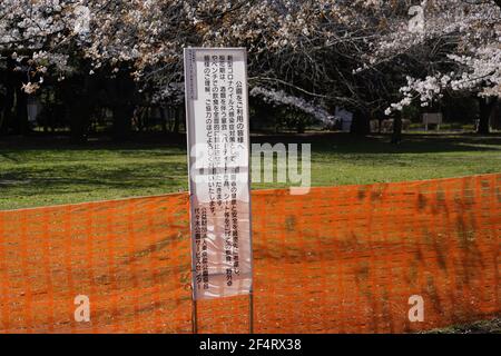 Tokio, Japan. März 2021, 23rd. Am 23. März 2021 wurden im Yoyogi Park in Tokio, Japan, Zäune und Schilder um die blühenden Kirschblüten gesetzt. Die Japan Weather Association kündigte am Montag die volle Blüte der Kirschblüten in Tokio an. Kredit: Aflo Co. Ltd./Alamy Live Nachrichten Stockfoto