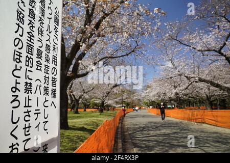 Tokio, Japan. März 2021, 23rd. Am 23. März 2021 wurden im Yoyogi Park in Tokio, Japan, Zäune und Schilder um die blühenden Kirschblüten gesetzt. Die Japan Weather Association kündigte am Montag die volle Blüte der Kirschblüten in Tokio an. Kredit: Aflo Co. Ltd./Alamy Live Nachrichten Stockfoto