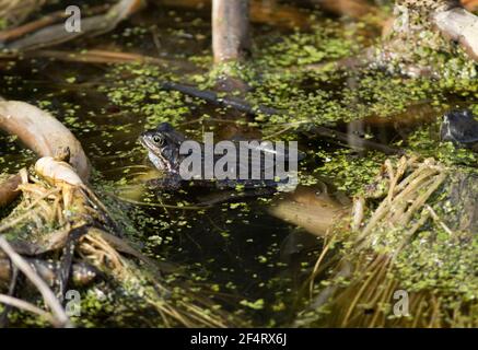 Ein männlicher Frosch ist gerade aus dem Winterschlaf gekommen und sitzt in einem Teich und ruft im Frühjahr nach einem Partner. Stockfoto