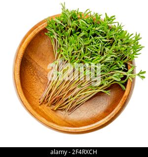 Grüne Linsen-Microgreens in einer Holzschale. Bereit zum Essen Sprossen, grüne Sämlinge, junge Pflanzen und Triebe von grünen Linsen, Lens culinaris. Stockfoto