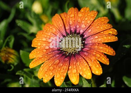 Gazania mit Tröpfchen. Stockfoto