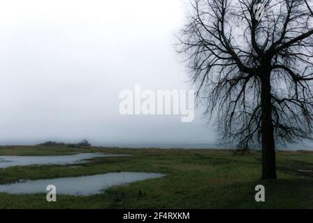 Magische neblige Landschaft mit Baum Ihrer Träume wie Erinnerungen Der Vergangenheit Stockfoto