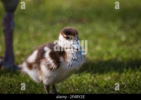 Ägyptische Gänseküken, Alopochen aegyptiaca, grasen auf dem frischen Gras in einem Park bei Sonnenuntergang Stockfoto