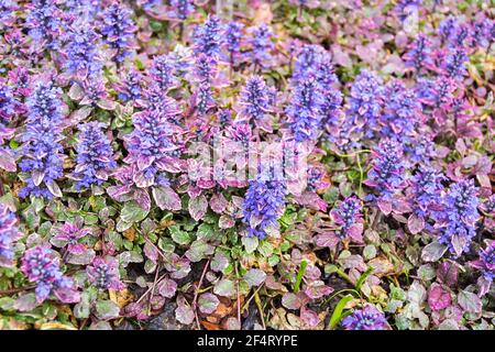 Lila Kriechteppich Käfer Blume Ajuga im Garten Stockfoto
