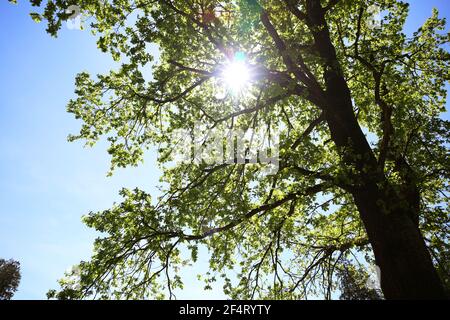 Die Sonne guckt durch den Baum Stockfoto