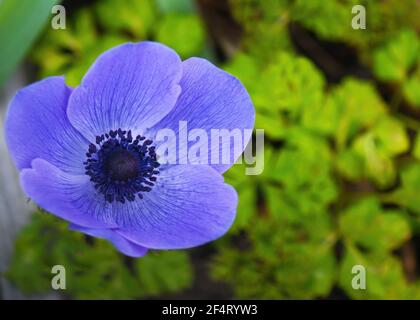 Detaillierte Makro-Nahaufnahme der blauen Anemone-Bokeh-Effekte Fotografie mit einem selektiven Fokus dunkelgrünen Hintergrund für Text Überlagerung Stockfoto