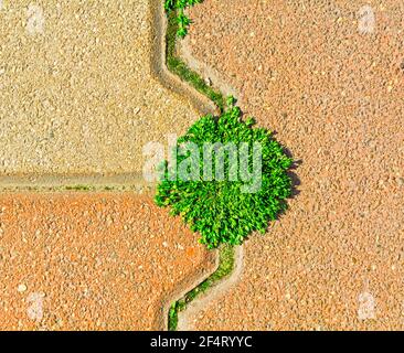 Unkrautsprossen zwischen Pflasterplatten, Hintergrund Stockfoto