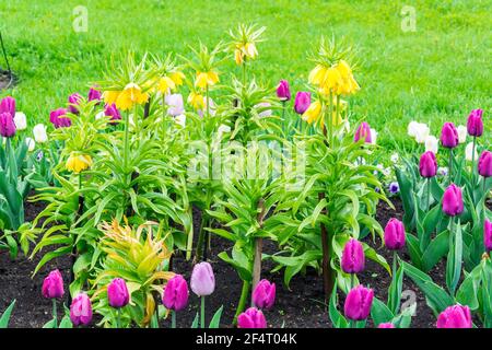 Niedliche Flieder Blumen in einem Stadtpark Stockfoto