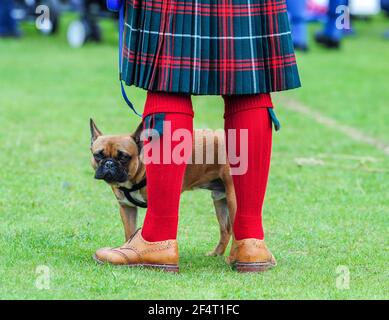 Mann in einem Kilt mit einem französischen Bullenhund bei Ballotter Highland Games, Aberdeenshire. Stockfoto
