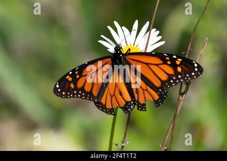 Leuchtend orange Monarch Schmetterling auf einer Gänseblümchen Wildblume Stockfoto