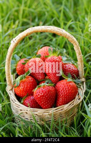 Frische Erdbeeren. Stockfoto