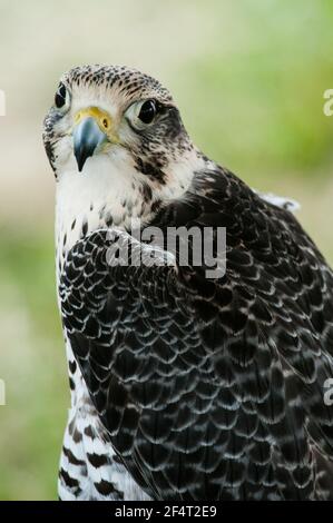 Hybrides Gyr-Peregrine-Falkenportrait Stockfoto