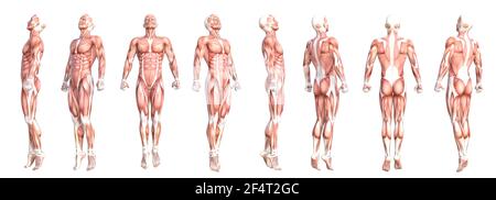 Konzeptionelle Anatomie gesunde skinless menschlichen Körper Muskelsystem Set. Athletischer junger Erwachsener posiert für Bildung, Fitness-Sport, Medizin Stockfoto