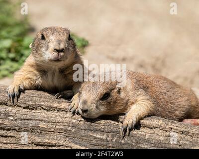 Zwei schwarze Schwanzpräriehunde (Cynomys ludovicianus) liegen auf einem Stück Holz in der Sonne, Zoo in Wien (Österreich) Stockfoto