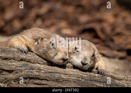 Zwei schwarze Schwanzpräriehunde (Cynomys ludovicianus) liegen auf einem Stück Holz in der Sonne, Zoo in Wien (Österreich) Stockfoto