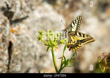 Schwalbenschwanz Schmetterling (Papilio machaon), der sich an einem sonnigen Tag im Frühjahr von einer Euphorbia-Pflanze ernährt Stockfoto