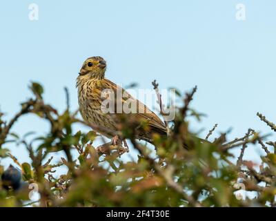 Ein Cirl-Ammer (Emberiza cirlus) sitzt auf einem Busch, sonniger Tag im Sommer in Frankreich Stockfoto