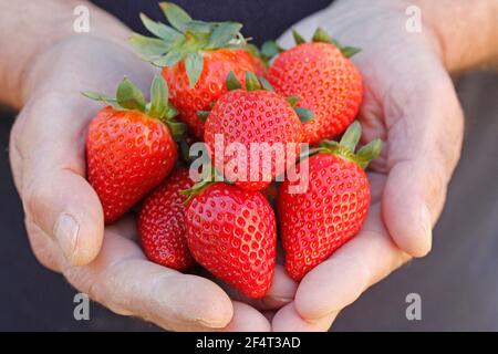 Frische Erdbeeren. Stockfoto