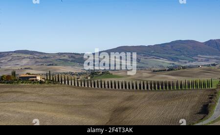 Typische Zypressenreihe im Orcia-Tal Stockfoto