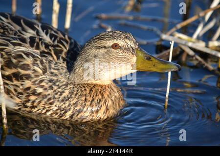 Weibliche Mallard Duck Bei Filey Dams Genießen Die Sonne Weiter Ein Frühlingstag - Anas platyrhynchos - Nahaufnahme - One Eye Showing - Yorkshire UK Stockfoto