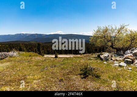 Panorama des Riesengebirges Karkonosze über den Bäumen des Isergebirges Stockfoto