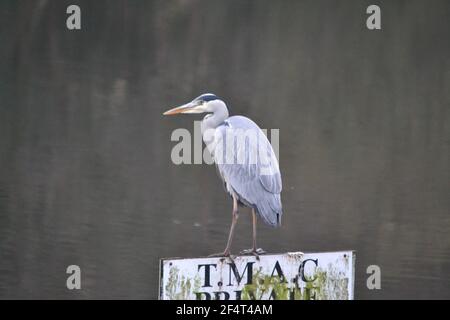 Graureiher Auf Privaten Angelschild Thront - Ardea Cinerea - Angelsee - großer Raubvogel - Vereinigtes Königreich Stockfoto