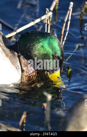 Männliche Mallard-Ente Bei Filey Dams Genießt Die Sonne - Anas Platyrhynchos - Trinkwasser - Gelbe Rechnung Unter Der Wasser - Green shinny Head - Großbritannien Stockfoto