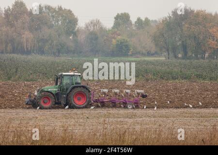 VENEZIA, ITALIEN - 14. NOVEMBER 2020: Ein Bauer mit seinem Traktor pflügt das Land am Ende der Herbstsaison, um es für die Frühjahrspflanzung vorzubereiten Stockfoto