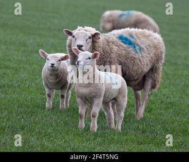 Ein Mutterschafe und ihre zwei Lämmer stehen in einem grünen Feld in Richtung der Kamera Stockfoto