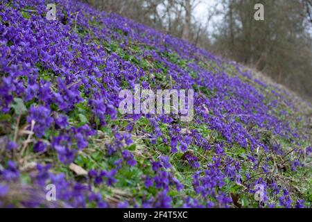 Die Drift der Veilchen auf dem Ufer der Straße in der Blüte Im Frühling Stockfoto