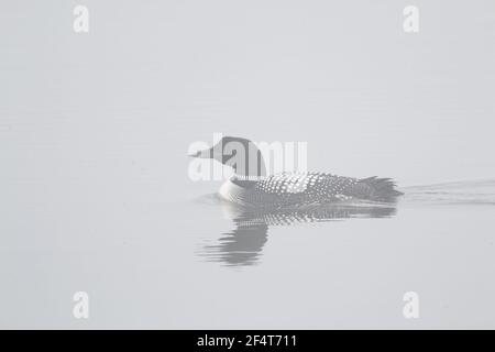 Großen Northern Diver - im Nebel Gavia Immer Island BI025910 Stockfoto