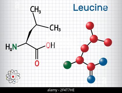 Leucin ( L- Leucin, Leu, L) Molekül. Es ist essentielle Aminosäure. Blatt Papier in einem Käfig. Strukturelle chemische Formel und Molekülmodell Stock Vektor