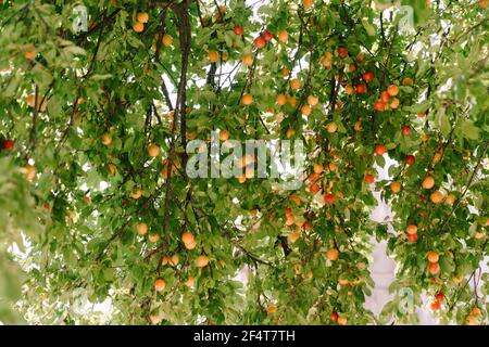 Reife Früchte der gelben und roten Pflaume im Pflaumenbaum während der Reifung. Stockfoto