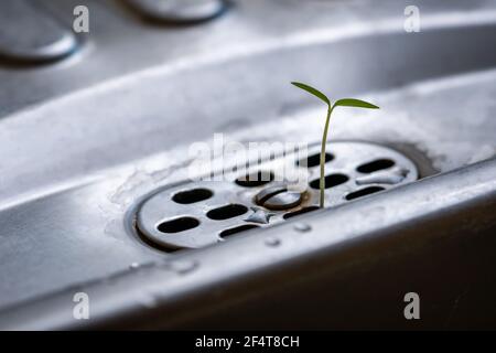 Kleine Tomatensämling wächst aus dem Abfluss eines Metallwaschbecken in der Küche. Konzept von Wachstum, Hoffnung, Stärke oder Durchsetzungsvermögen. Coole Farben, Makro. Stockfoto