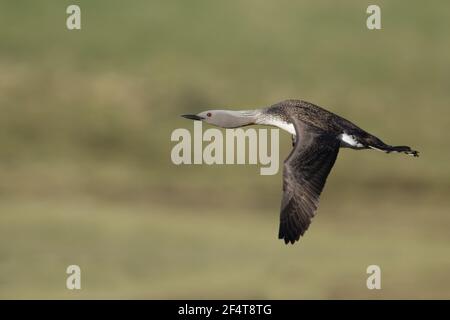 Sterntaucher - im Flug Gavia Stellata Island BI025965 Stockfoto