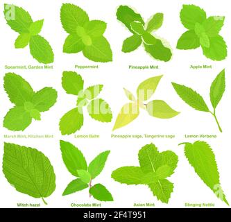 Vektor von aromatischen kulinarischen Kräutersamen, Gemüse - verschiedene Minze, Zitronenmelisse, Salbei, Zitrone Verbena, Hexe Hasel, Brennnessel . Gesunde Zutaten Stock Vektor