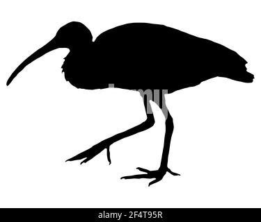 Schwarze Silhouette eines scharlachroten Ibis auf Weiß Stockfoto