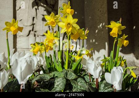 Narzissen und Cyclamen blühen im Frühlingssonne. Stockfoto