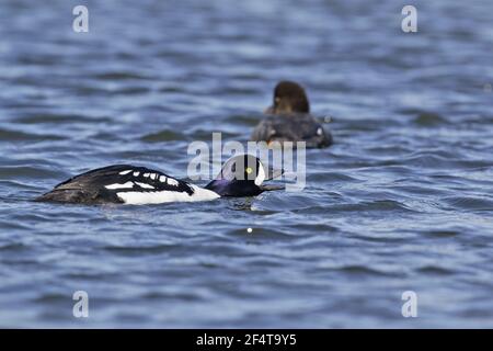 Barrow Goldeneye - männlichen zu weiblichen Bucephala Islandica Island BI025985 anzeigen Stockfoto