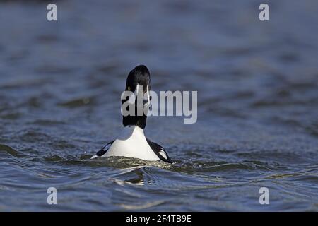 Barrow Goldeneye - männliche Bucephala Islandica Island BI026033 Stockfoto