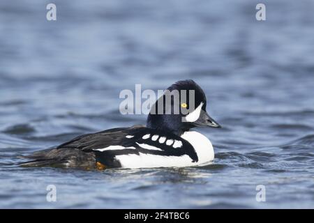 Barrow Goldeneye - männliche Bucephala Islandica Island BI026039 Stockfoto