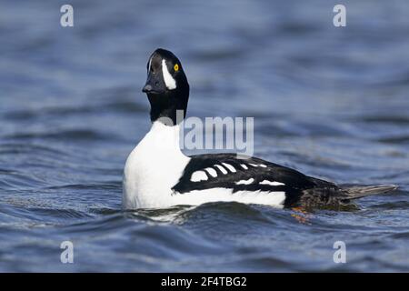 Barrow Goldeneye - männliche Bucephala Islandica Island BI026043 Stockfoto