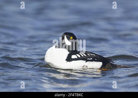 Barrow Goldeneye - männliche Bucephala Islandica Island BI026044 Stockfoto