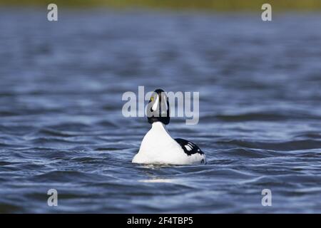 Barrow Goldeneye - männliche Bucephala Islandica Island BI026049 Stockfoto