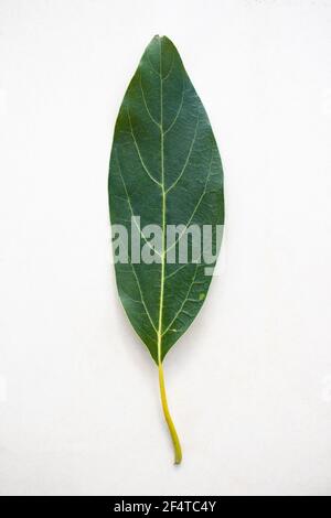 Nahaufnahme eines einzelnen hass Avocado-Baumblatts, das vertikal auf dem Baum platziert ist Ein weißer strukturierter Hintergrund mit leerem Textbereich Stockfoto