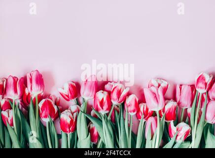 Draufsicht auf rosa Tulpen auf rosa Hintergrund mit frei Platz Stockfoto